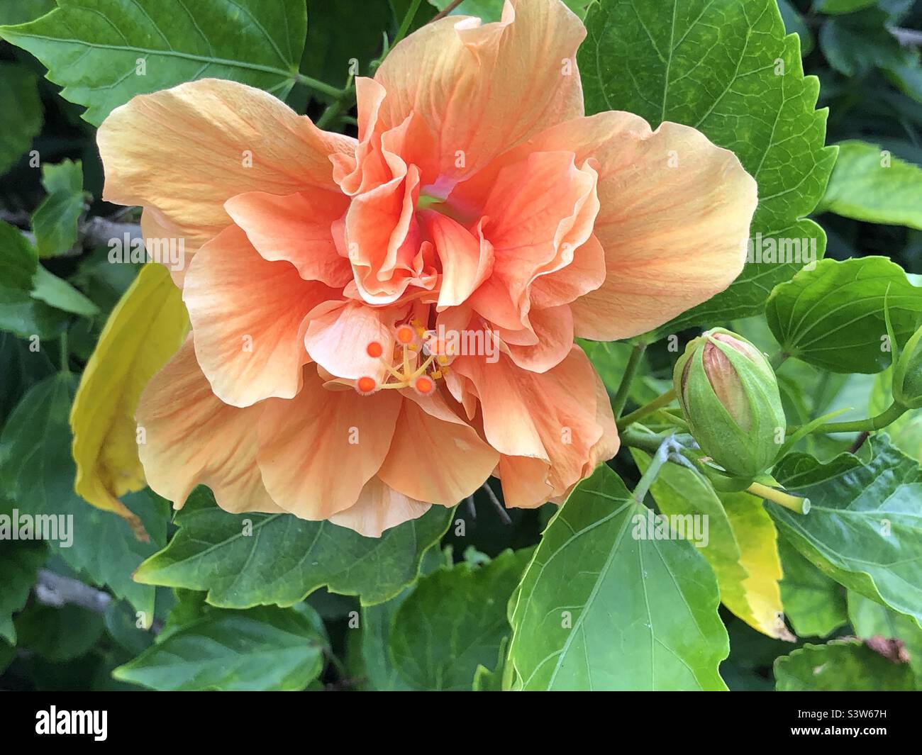 Peach colored double hibiscus flower and bud - Smartphone Captured Stock Image