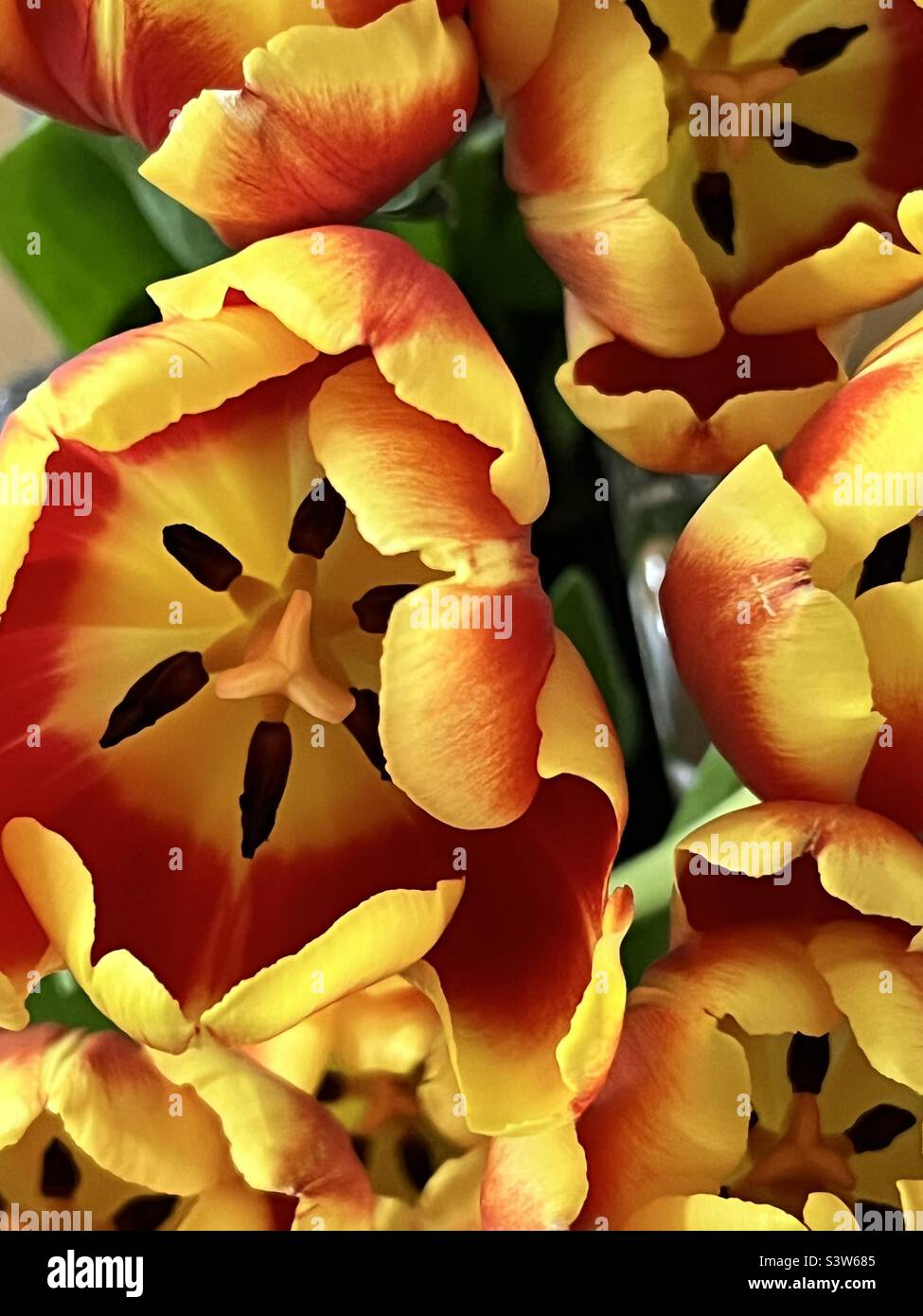 Red and yellow tulips from above Stock Photo