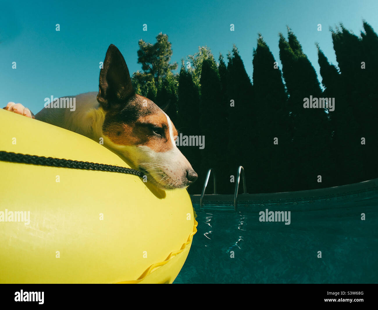 Low angle view of a Jack Russell Terrier dog lounging on a yellow inflatable float in a backyard swimming pool on a sunny summer day. Stock Photo