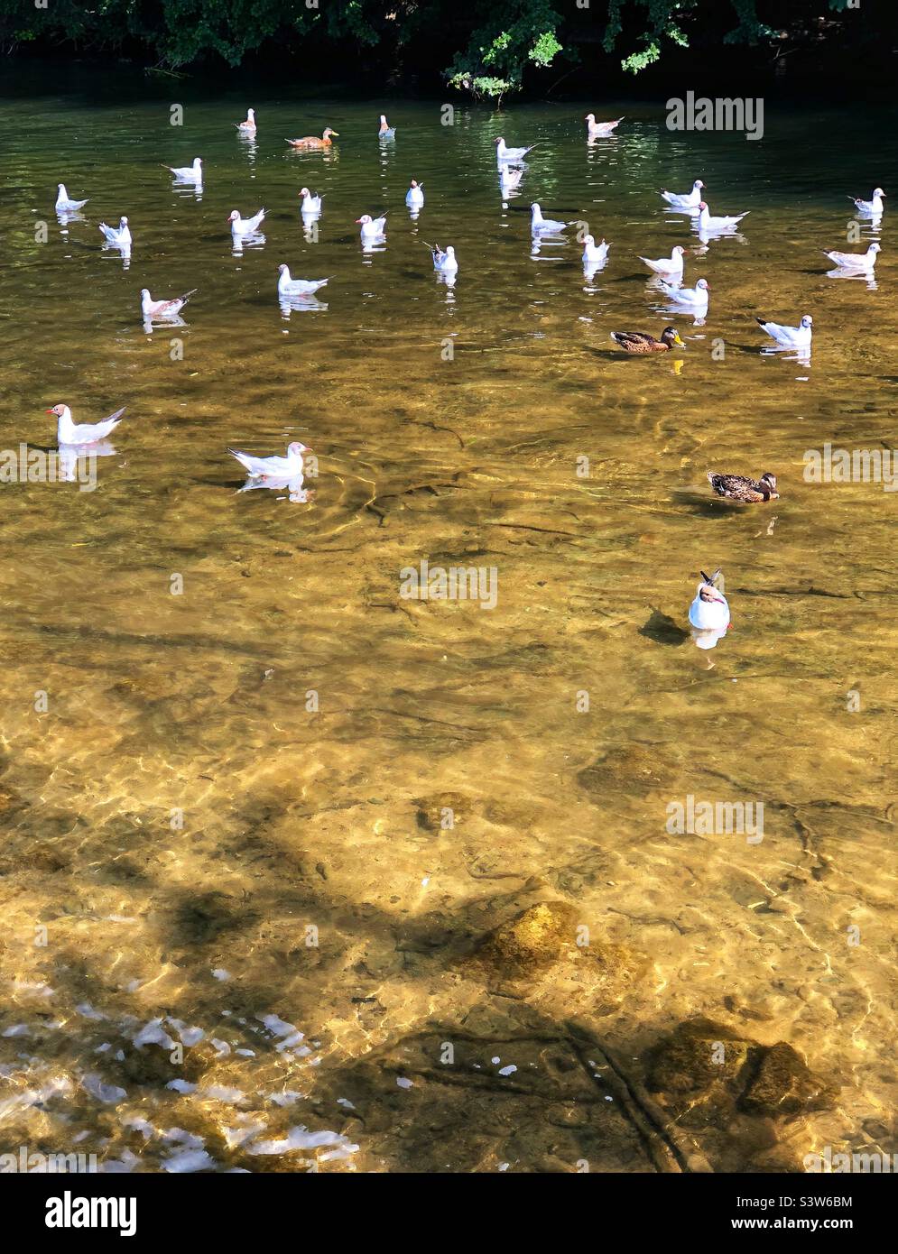 Gulls and ducks on a shallow river - Smartphone Captured Stock Image