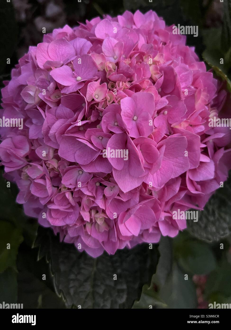 Sharing pink hi-res stock photography and images - Alamy