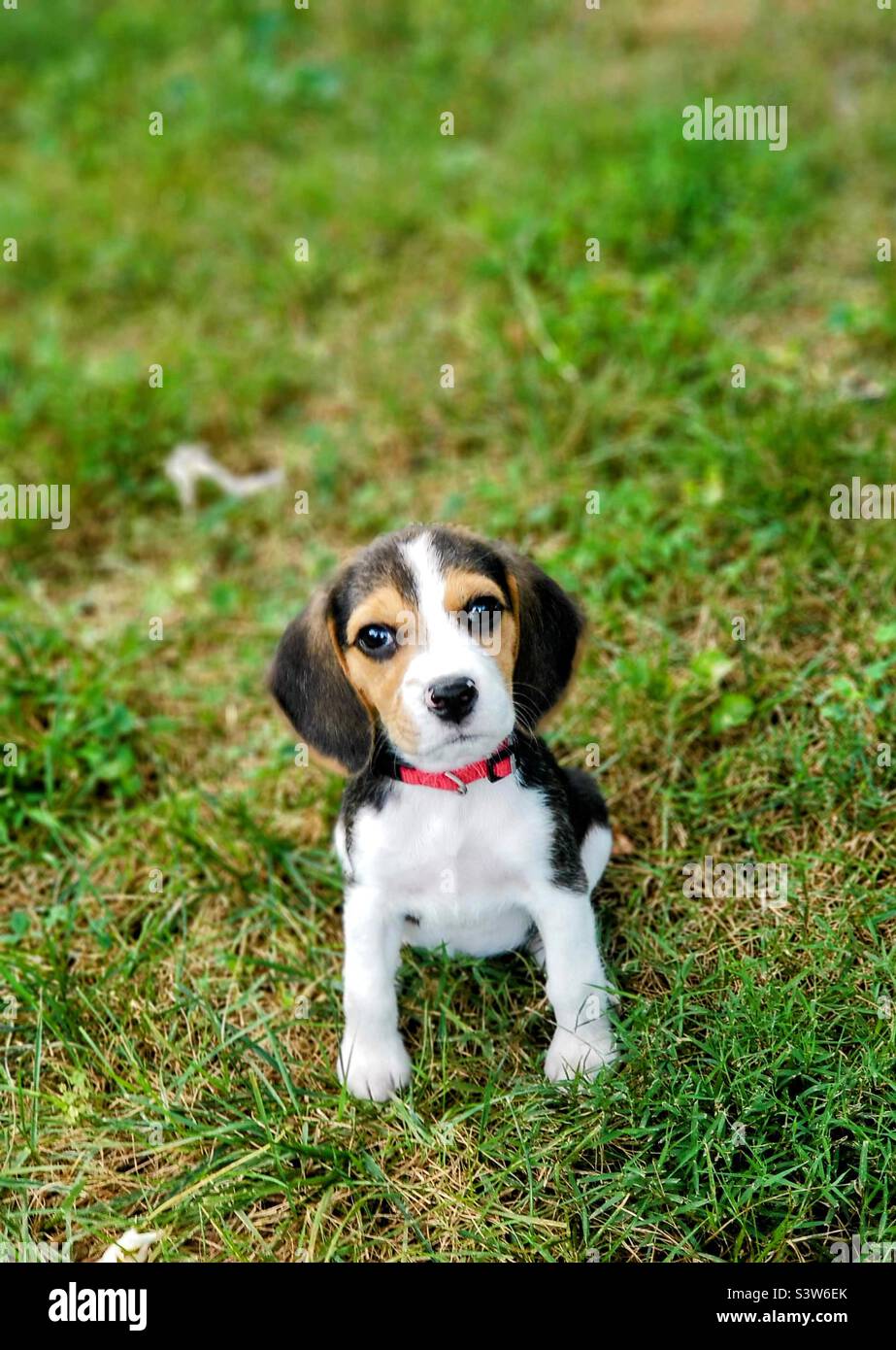 Cute beagle puppy on grass Stock Photo