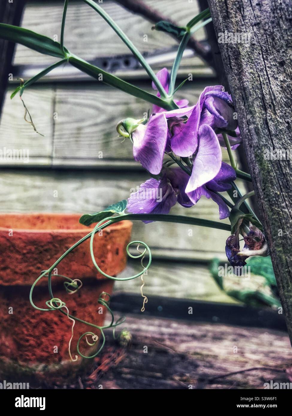 Sweet pea blossom beside clay pot - Smartphone Captured Stock Image