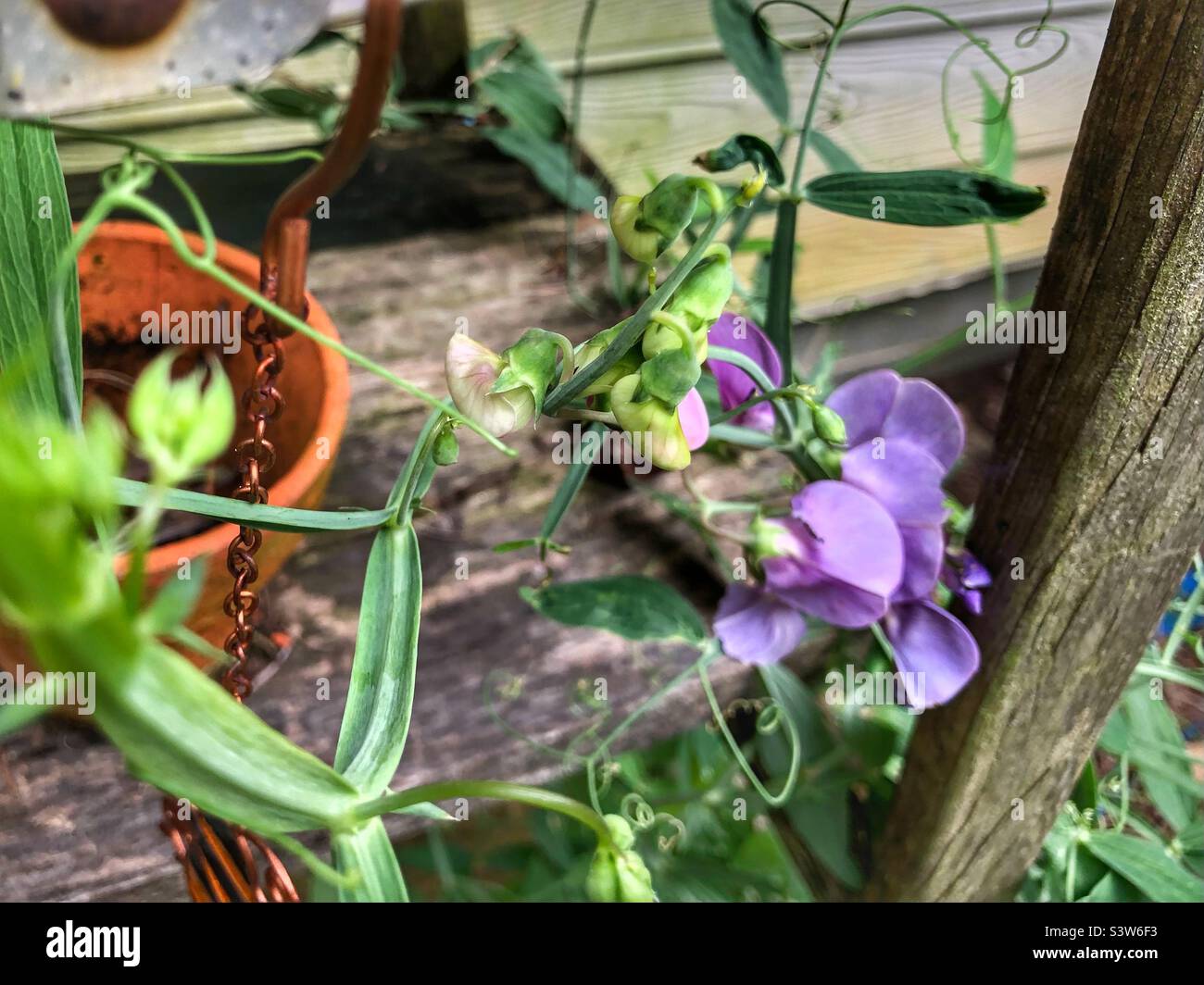 Sweet pea vine flowers on a rustic ladder Stock Photo