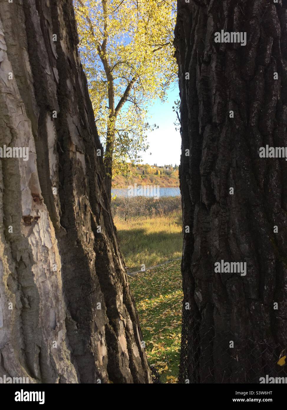 River and trees with fall foliage glimpsed between two tree trunks - Smartphone Captured Stock Image