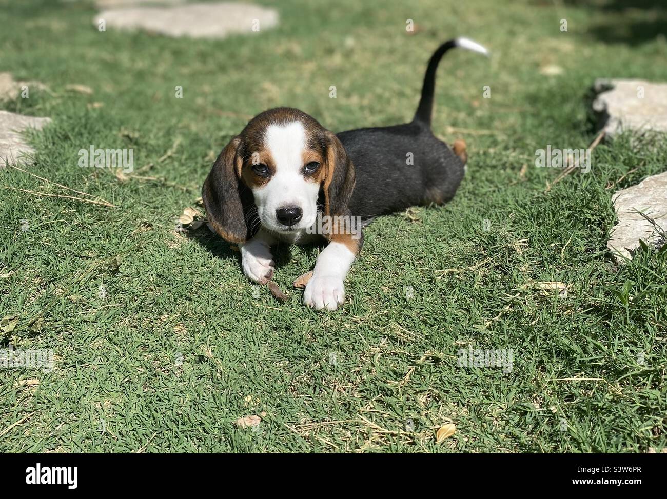 Beagle Puppy Stock Photo