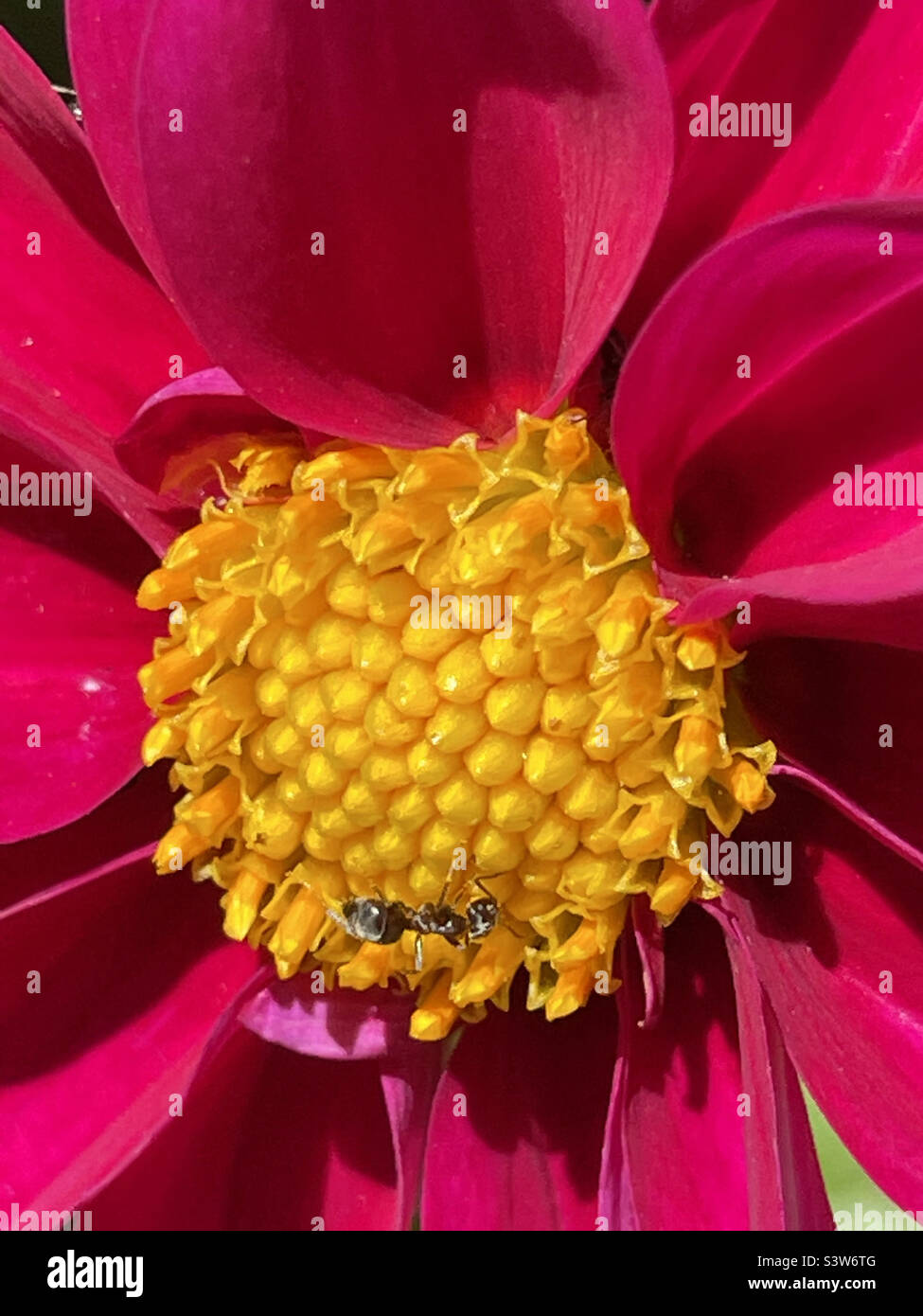 Ant on red flower. Close view. - Smartphone Captured Stock Image