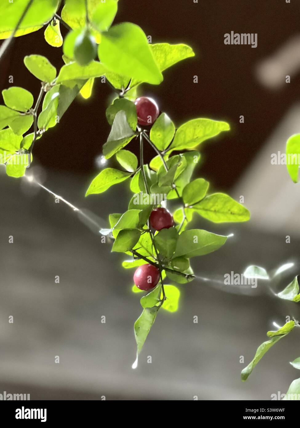 Lime berry tree with its red fruits glistens like a Christmas tree. A sight that touches the heart with the joy and warmth that Christmas brings. The sparks of light brighten up like precious jewels. Stock Photo