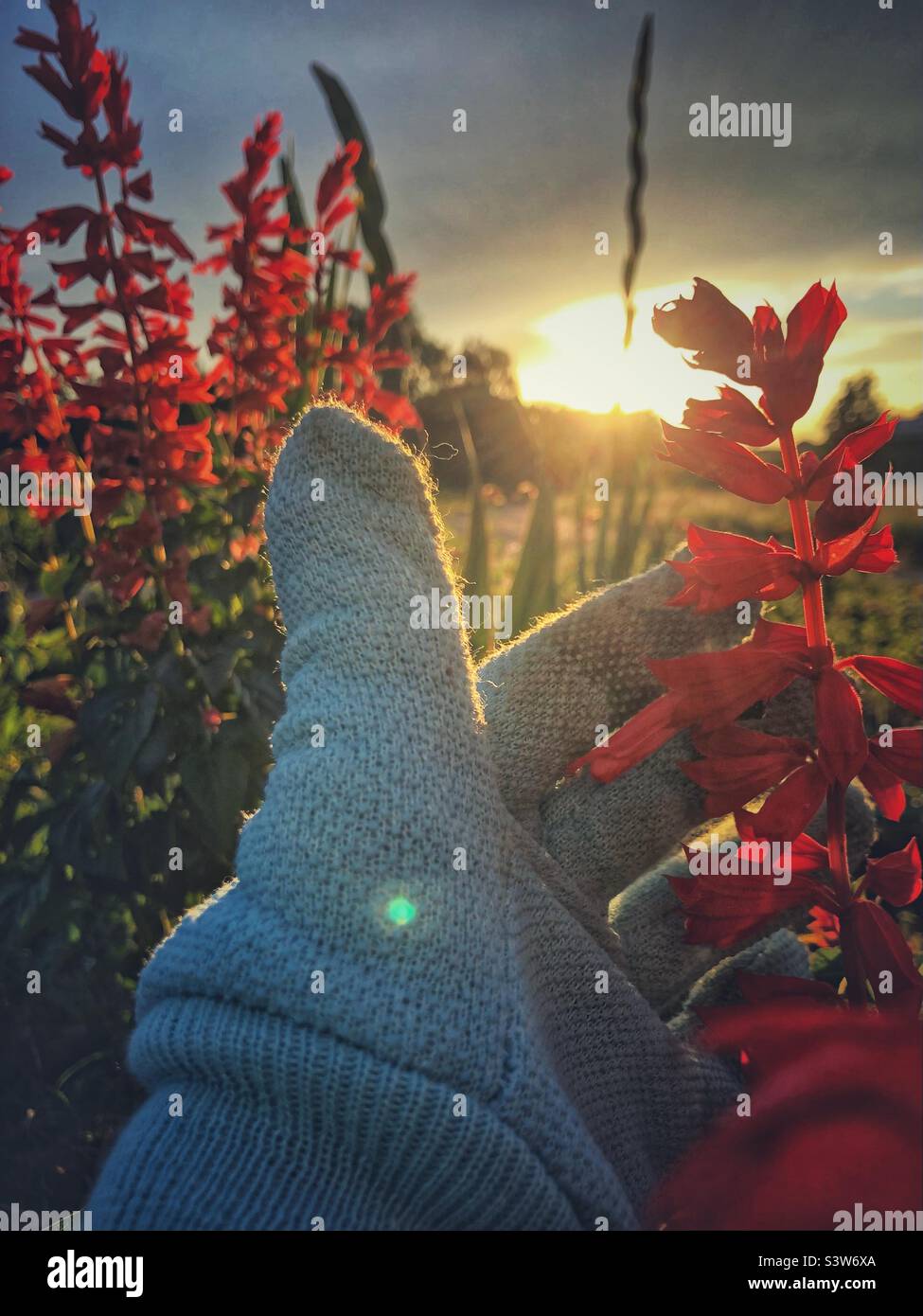 Admiring my salvia at sunset Stock Photo