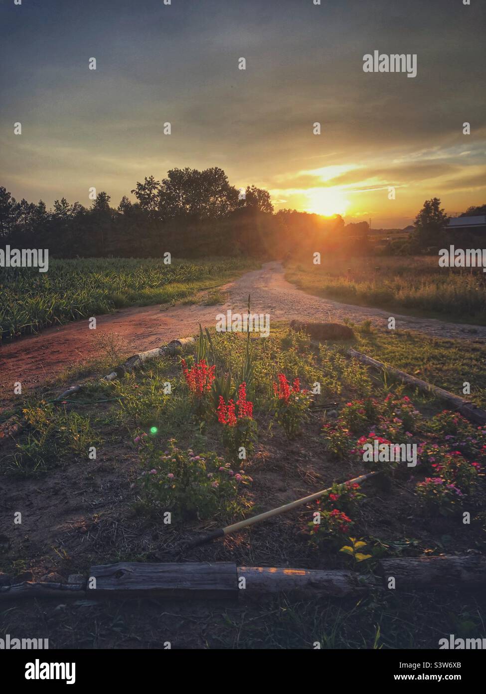 Red salvia, Vincas, gladiolus, and zinnias highlighted by setting sun in garden between two lanes Stock Photo
