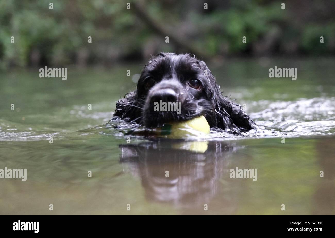 Dog swimming in water carrying a ball Stock Photo