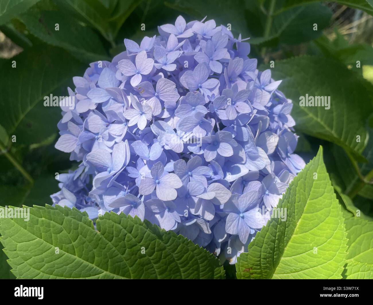 Hydrangea in the sun - Smartphone Captured Stock Image