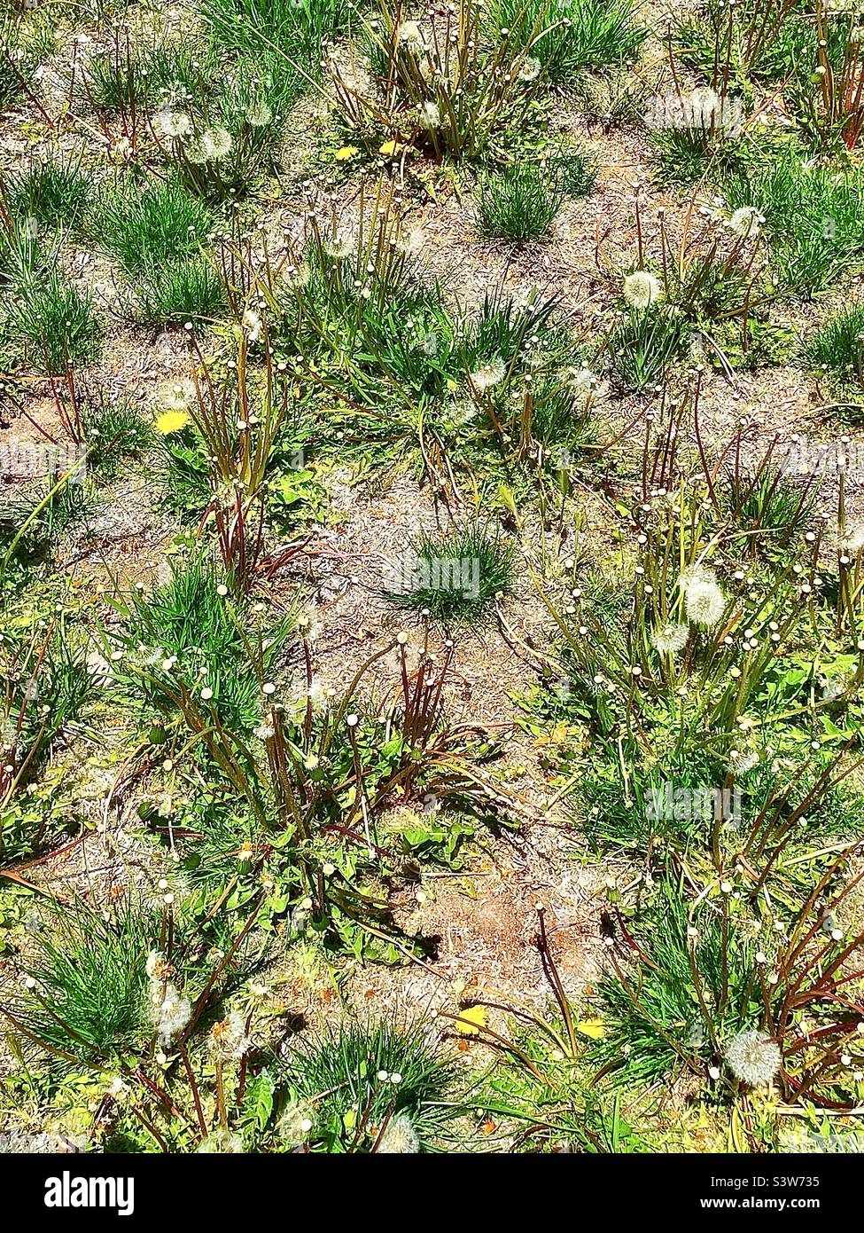 A yard in a residential neighborhood has let their lawn die and be taken over by weeds. Small tufts of grass are overtaken by dandelions going to seed and barren ground. - Smartphone Captured Stock Image