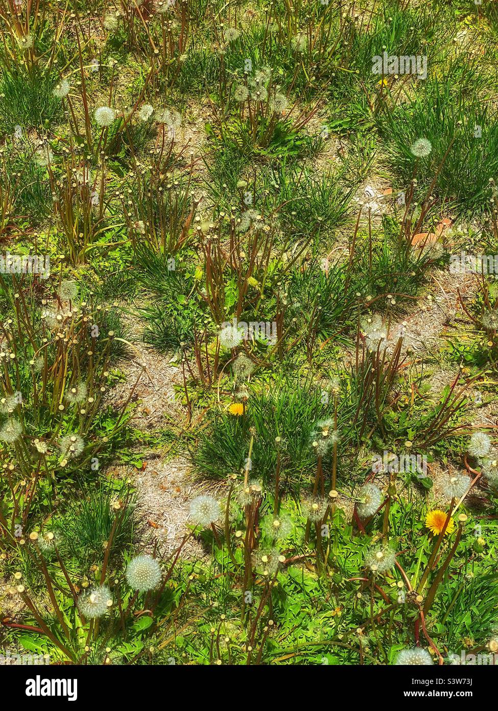 A yard in a residential neighborhood has let their lawn die and be taken over by weeds. Small tufts of grass are overtaken by dandelions going to seed and barren ground. - Smartphone Captured Stock Image