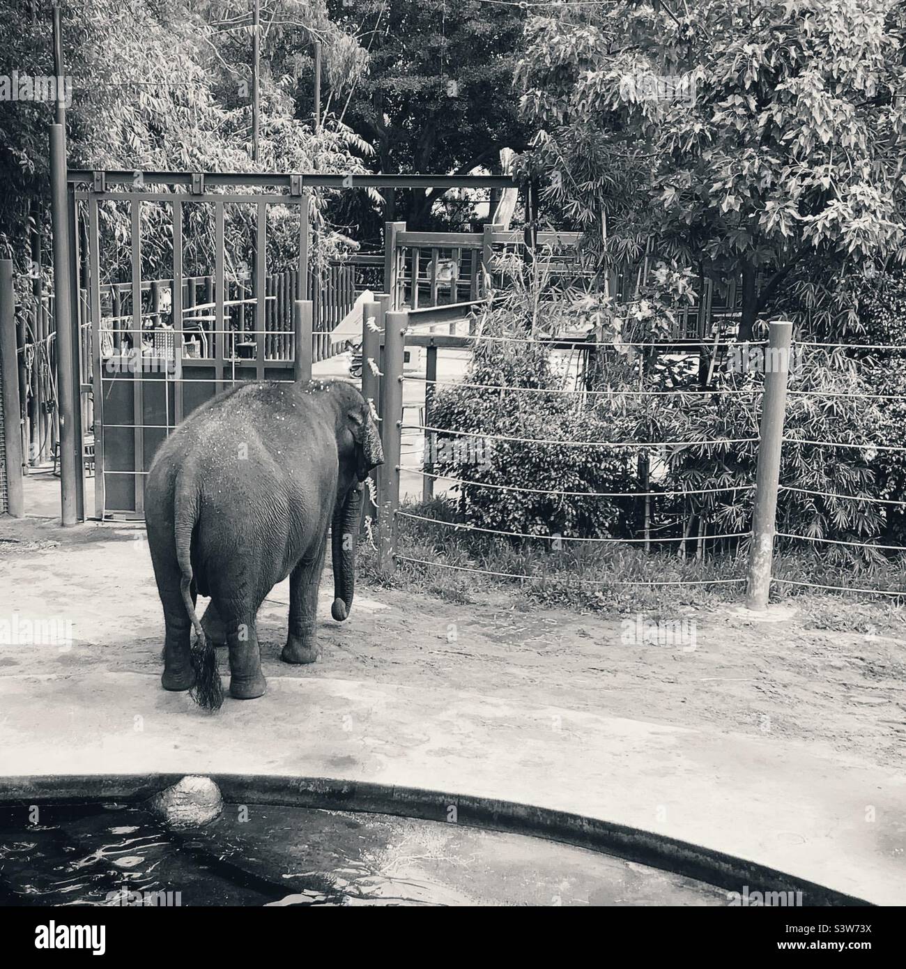 Sad Elephant at Zoo Stock Photo
