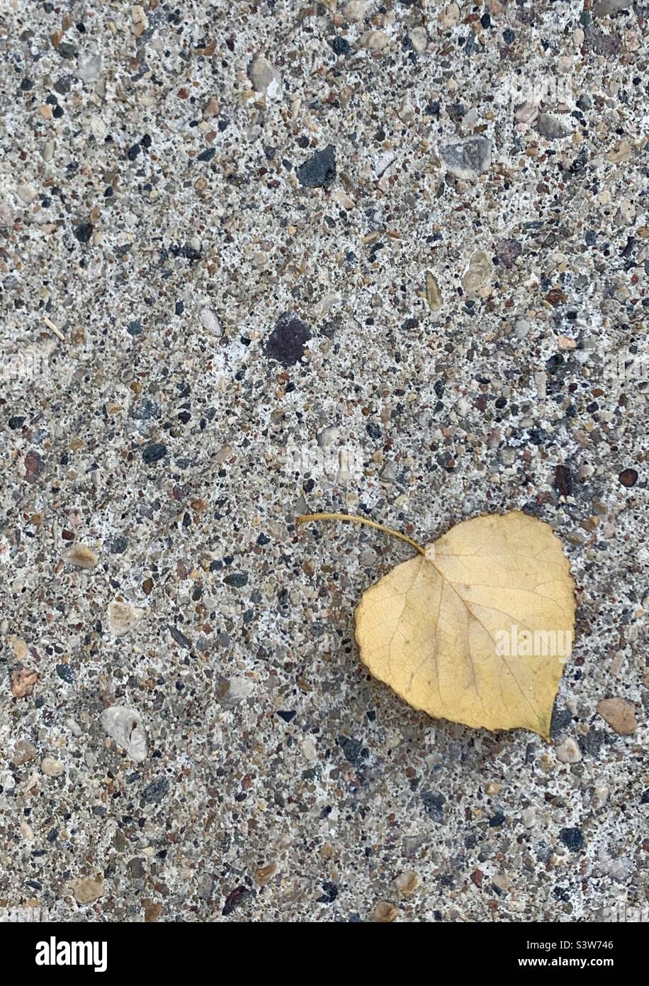 Fallen yellow leaf on concrete Stock Photo