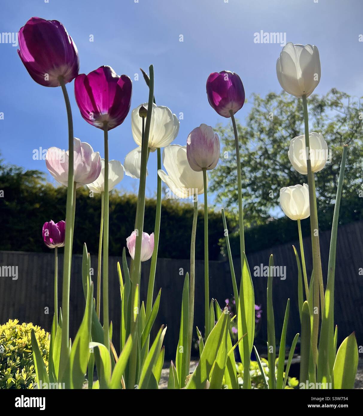 Tall tulips from a low angle - Smartphone Captured Stock Image