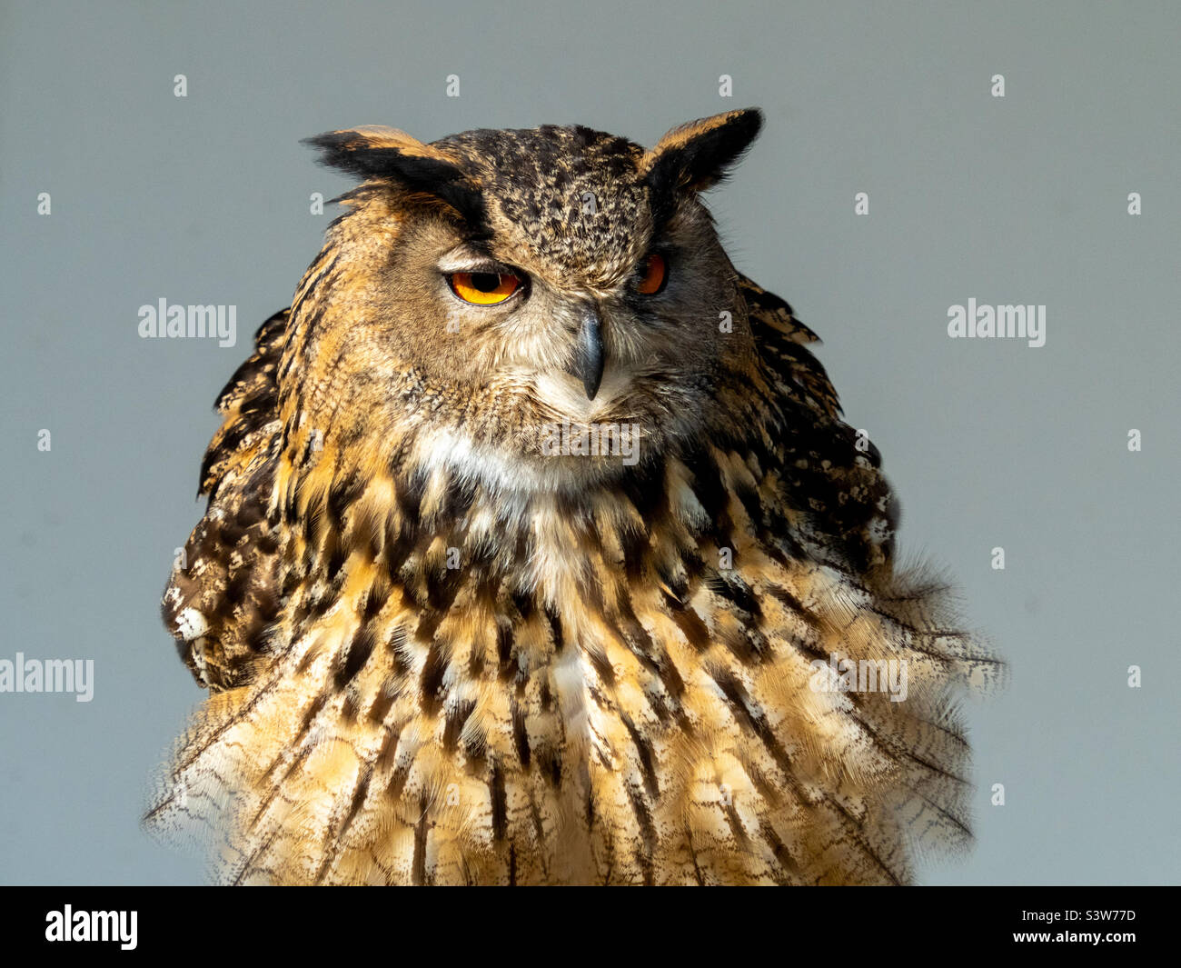 Portrait of an eagle owl - Smartphone Captured Stock Image