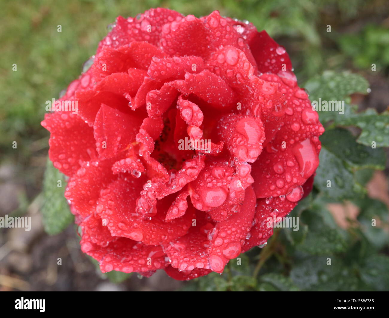 Red double Rose - Smartphone Captured Stock Image
