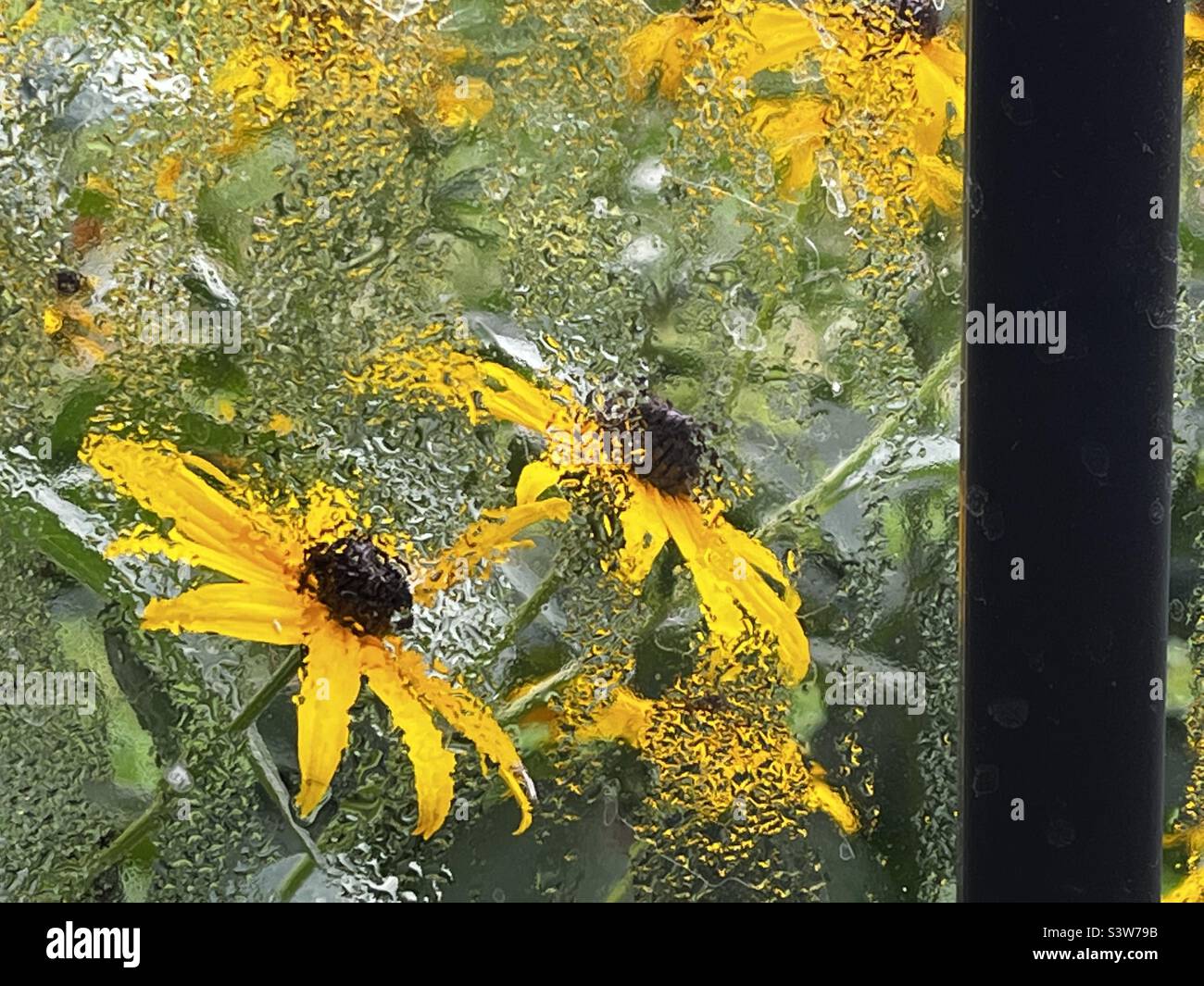 Coneflower behind dew soaked window. It’s called a Black Eyed Susan. - Smartphone Captured Stock Image