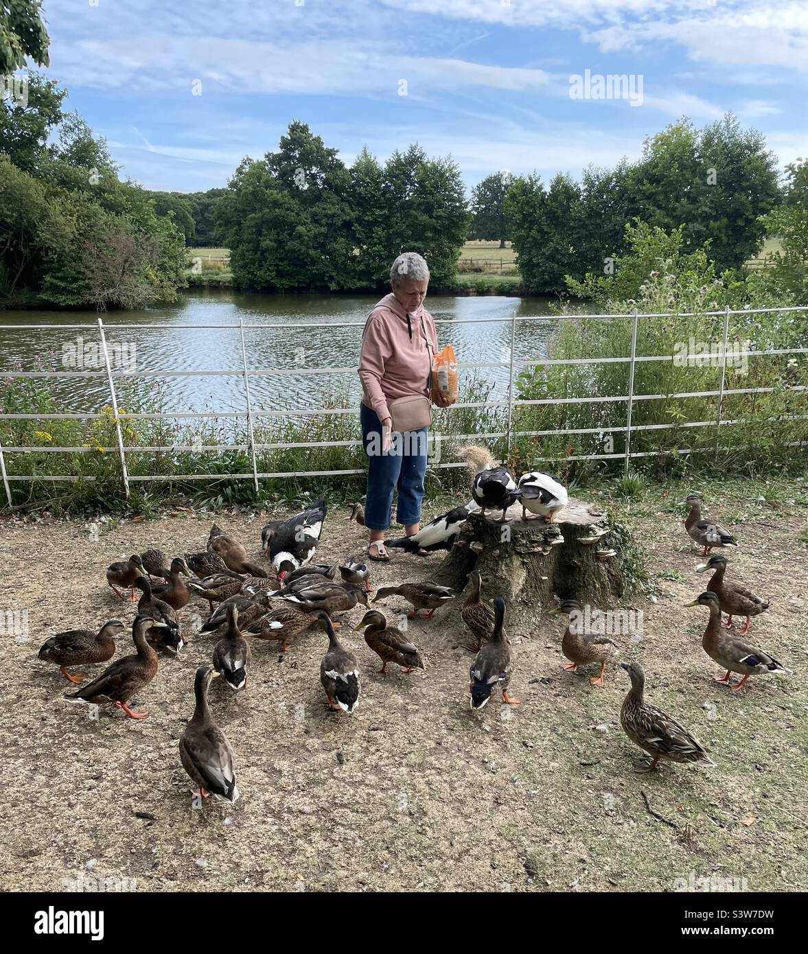 Feeding ducks oats - Smartphone Captured Stock Image