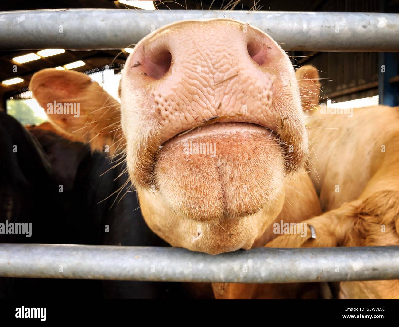 Close up of the large nose and snout of a cow behind bars Stock Photo
