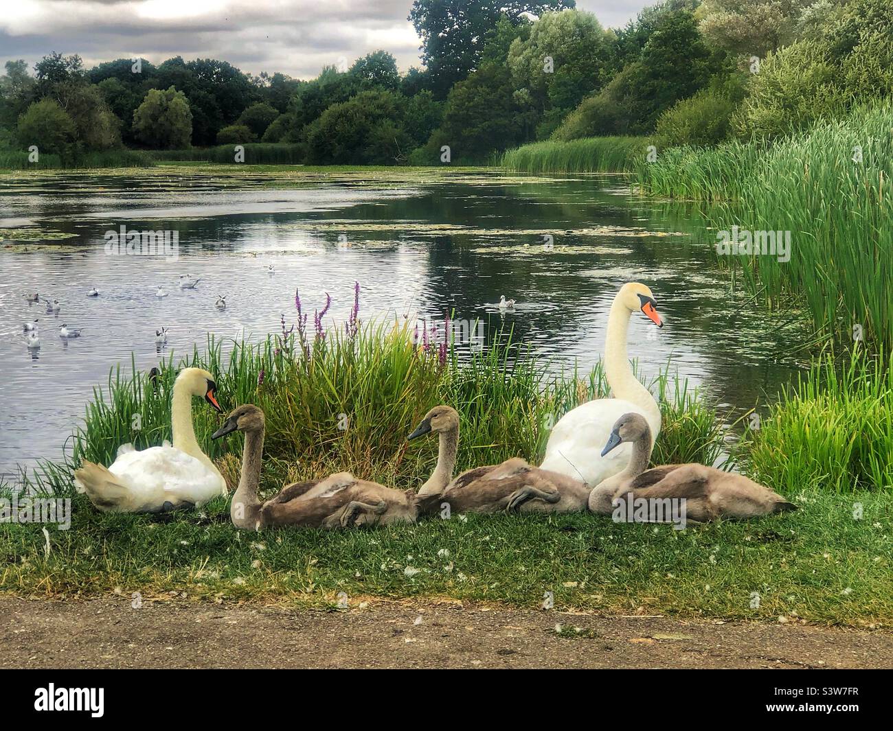 Swans with cygnets in front of a Hampshire lake - Smartphone Captured Stock Image