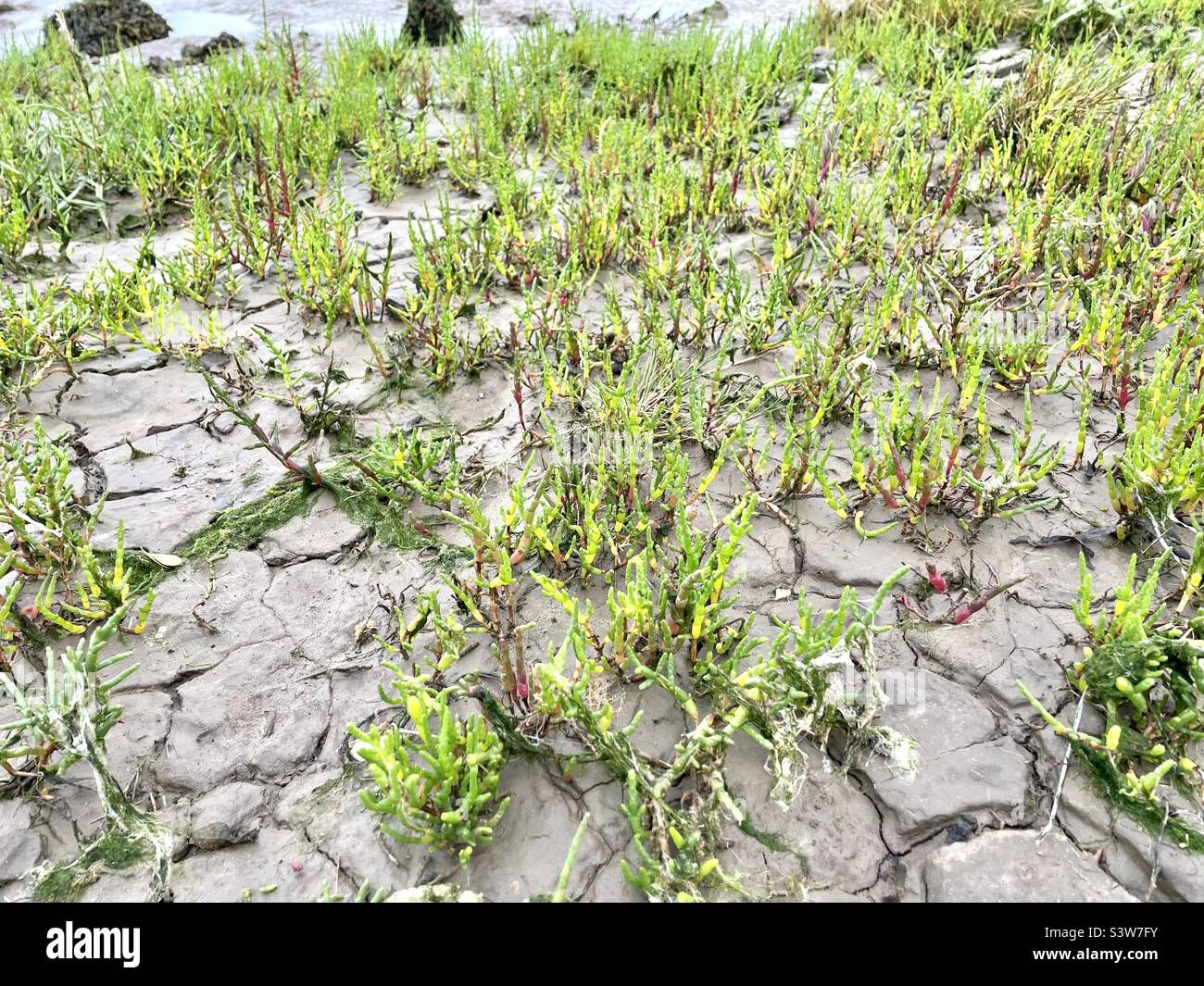 Salicornia Europaea - known as Samphire or Common Glasswort. Stock Photo