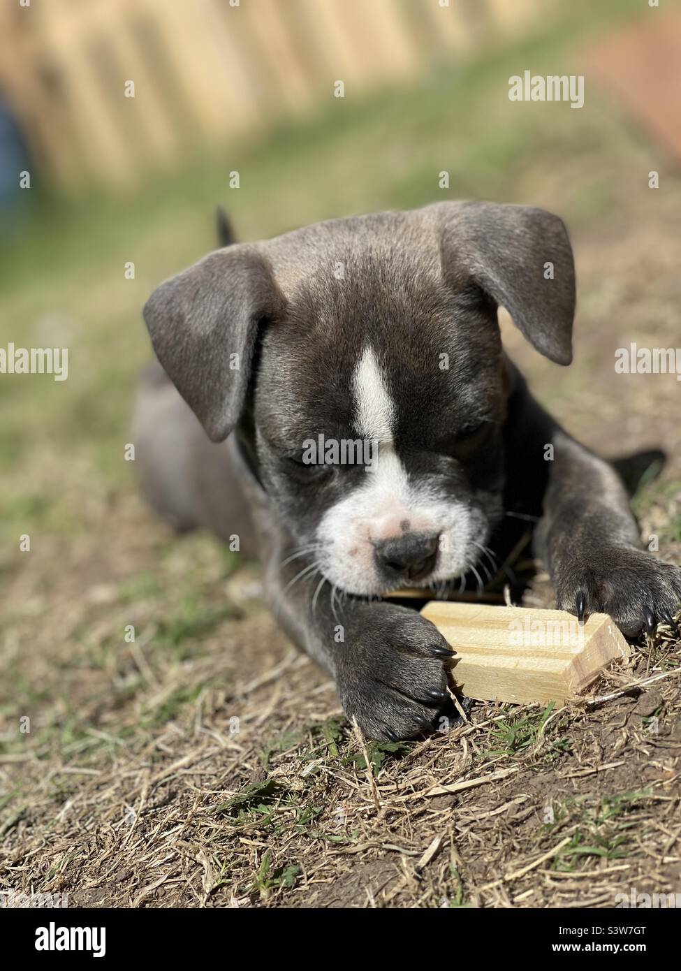 How much wood can a puppy want wood? A puppy wanted a lot to chew, and
