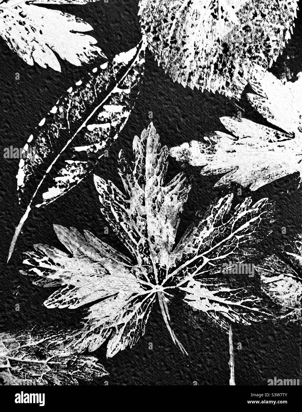 Black & White Leaf Print Stock Photo