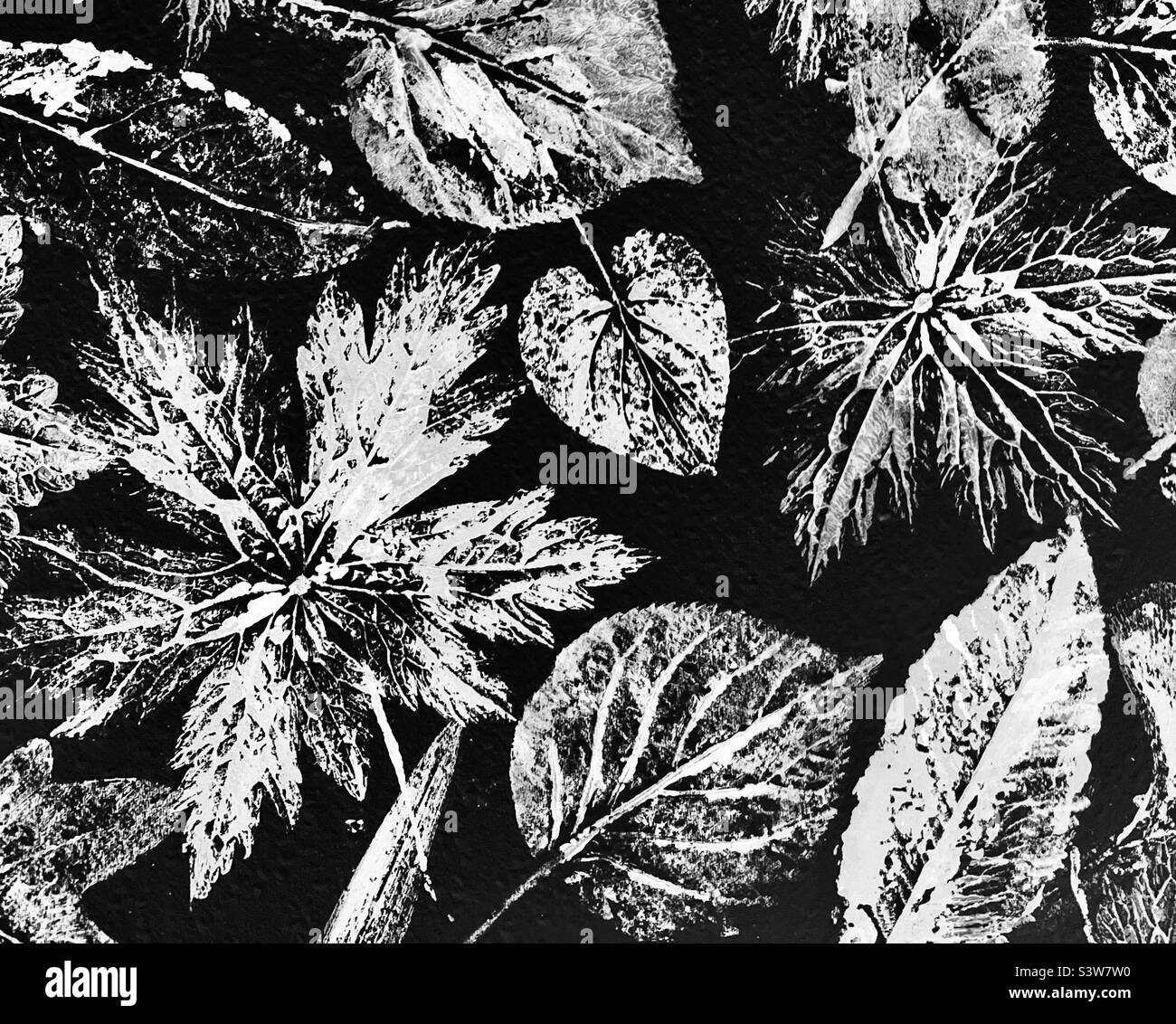 Black & White leaf print - Smartphone Captured Stock Image