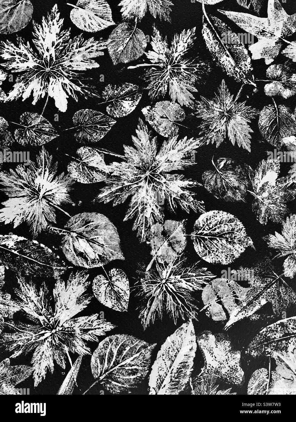 Black and white leaf Print Stock Photo