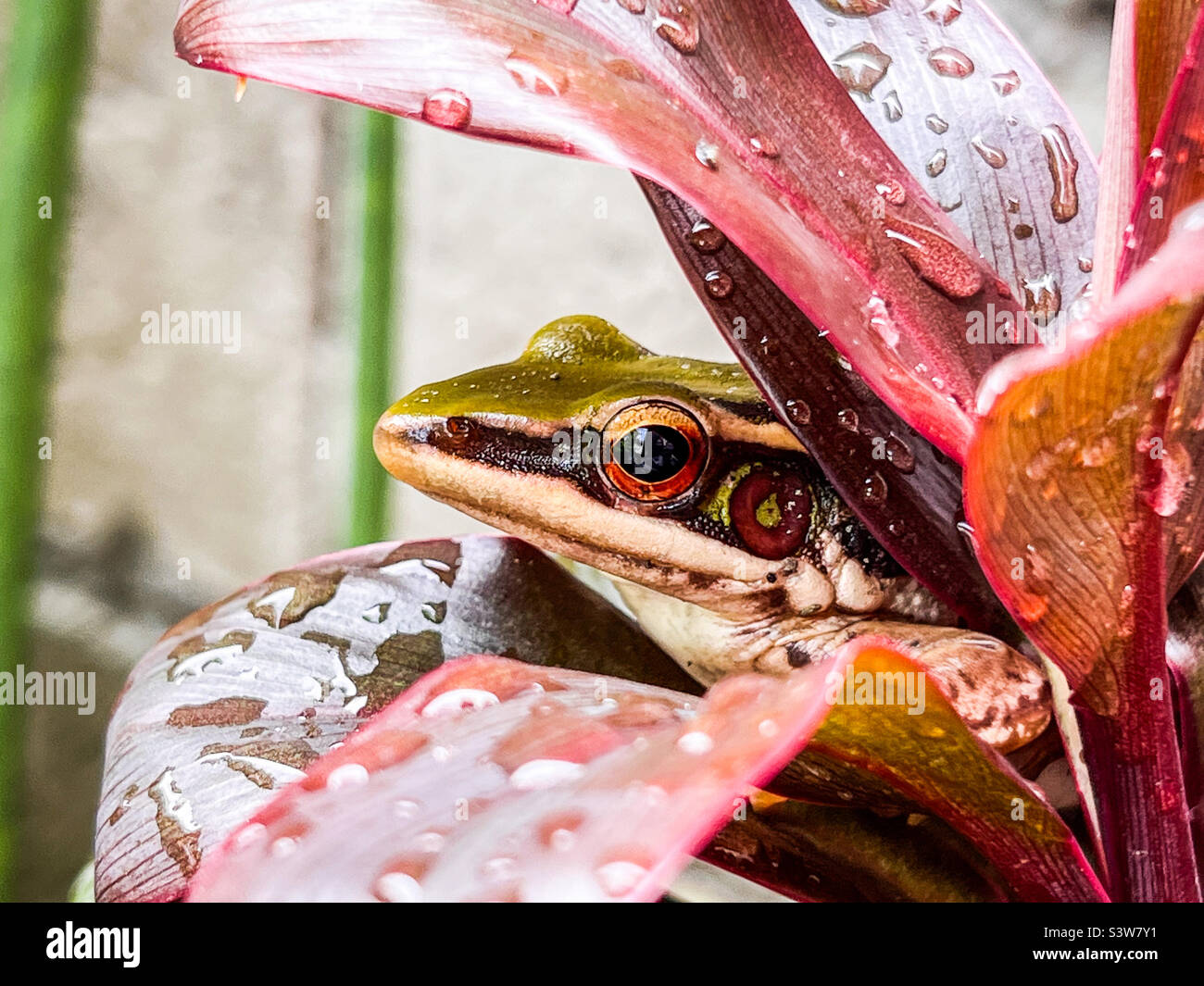 The frog taking a rest after the rain. Stock Photo