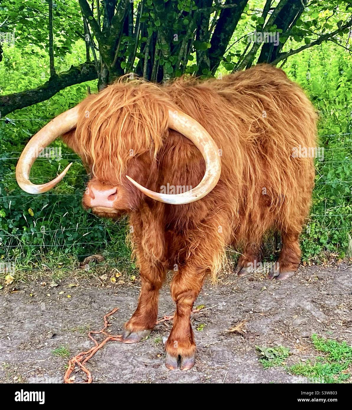 Highland bull in dorset - Smartphone Captured Stock Image