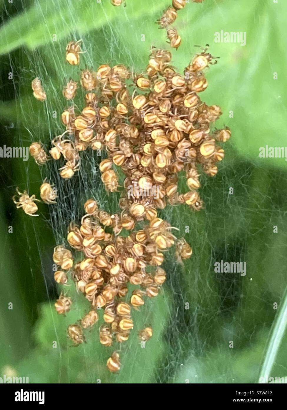 Nest of baby spiders Stock Photo Alamy