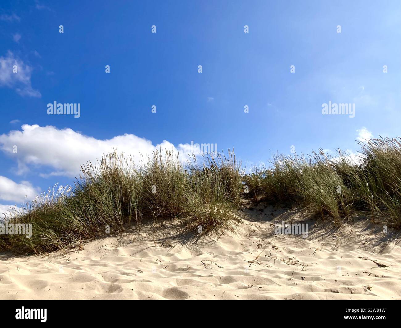 Sand dune with tall grass summer beach scene on a hot summer day - Smartphone Captured Stock Image