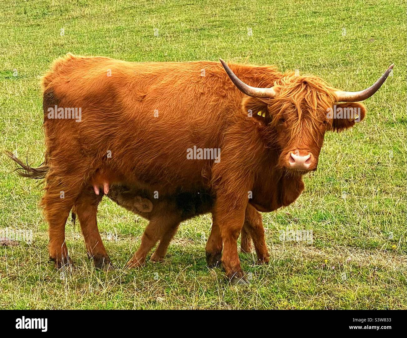 Highland cattle in dorset - Smartphone Captured Stock Image