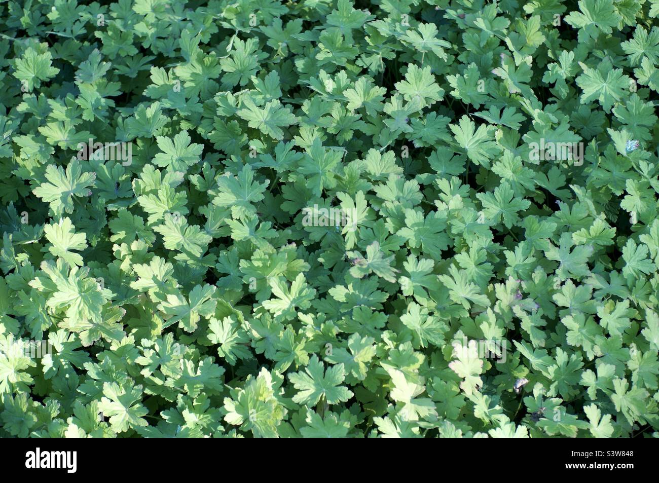 This hoary bowlesia makes a beautiful ground cover in the early morning sun. - Smartphone Captured Stock Image