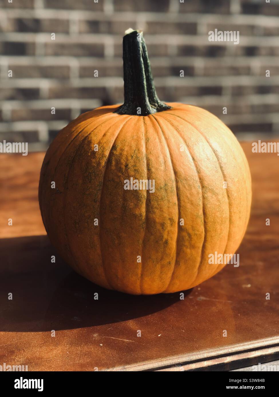 Baby Pumpkin 2021 Stock Photo Alamy baby-pumpkin-2021-stock-photo-alamy