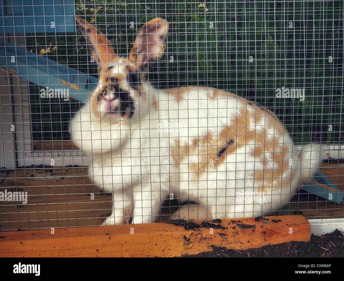 Big bunny in a cage Stock Photo