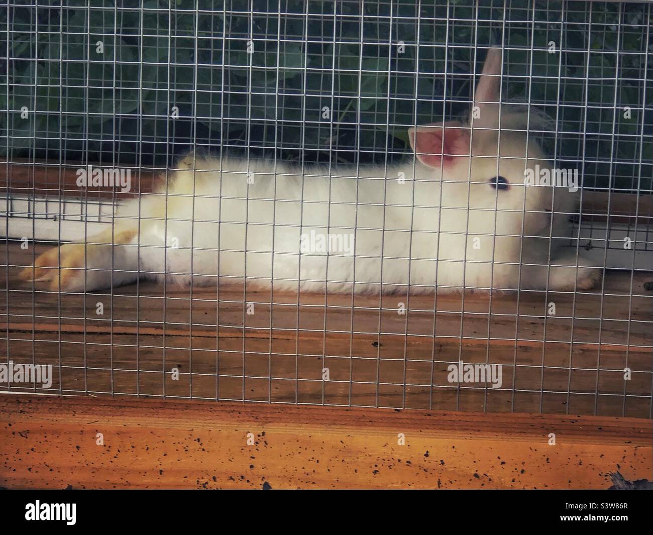 Little bunny in a cage - Smartphone Captured Stock Image