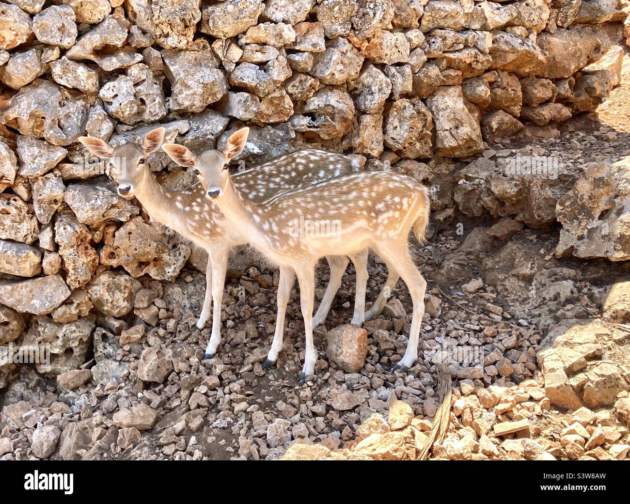 Baby deer in Greece Stock Photo