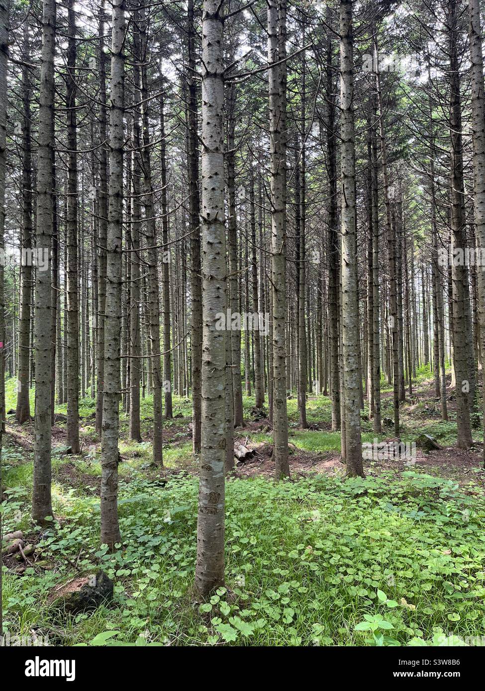 Forest of pine trees Stock Photo - Alamy
