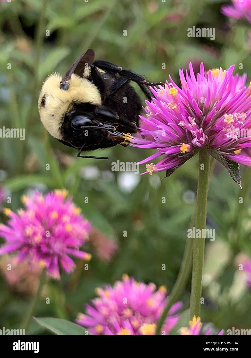 mbus pensylvanicus, the American bumblebee, is a threatened species of bumblebee native to North America. - Smartphone Captured Stock Image