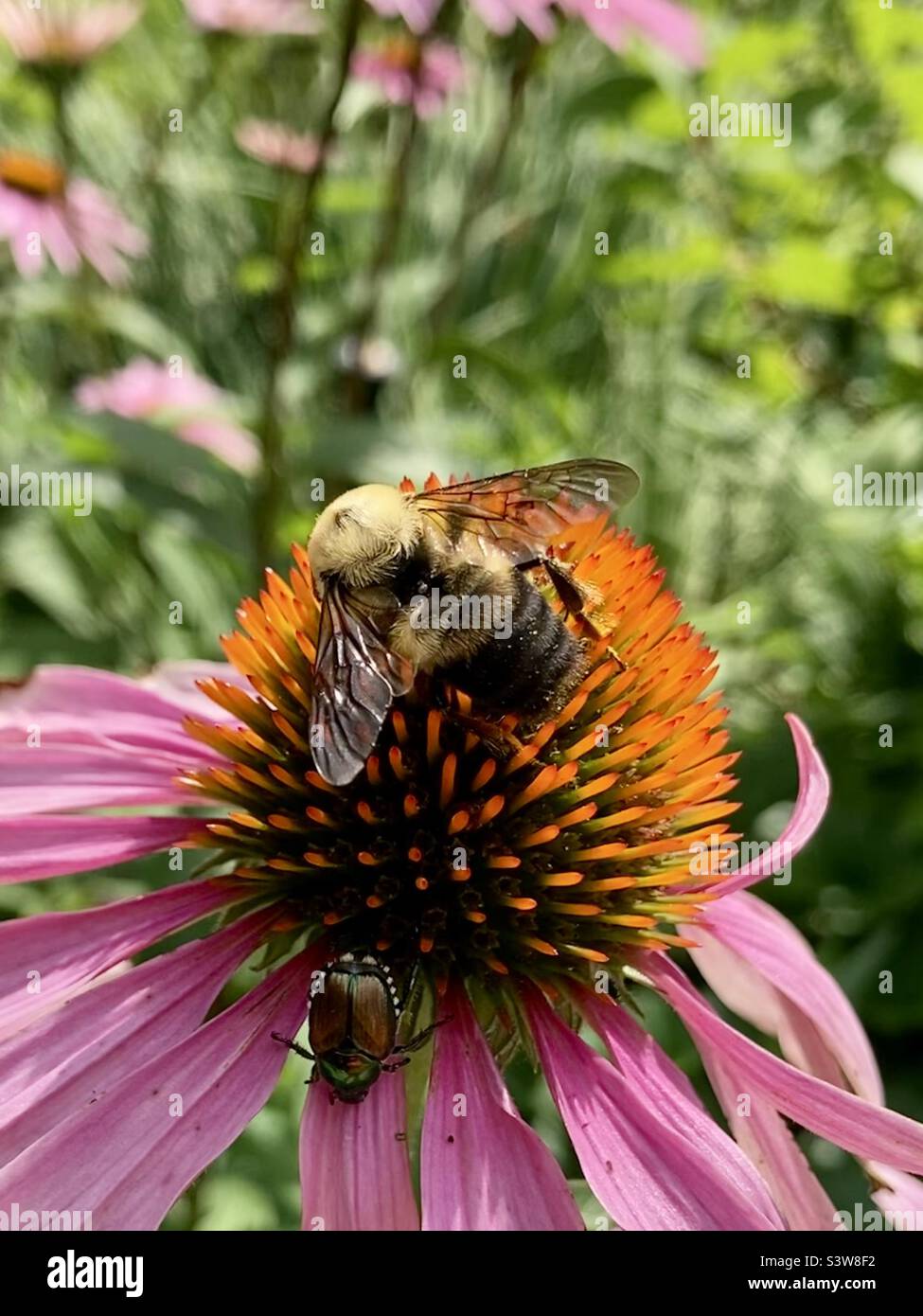 This purple coneflower is a popular place hosting a bumblebee and a Japanese beetle. - Smartphone Captured Stock Image