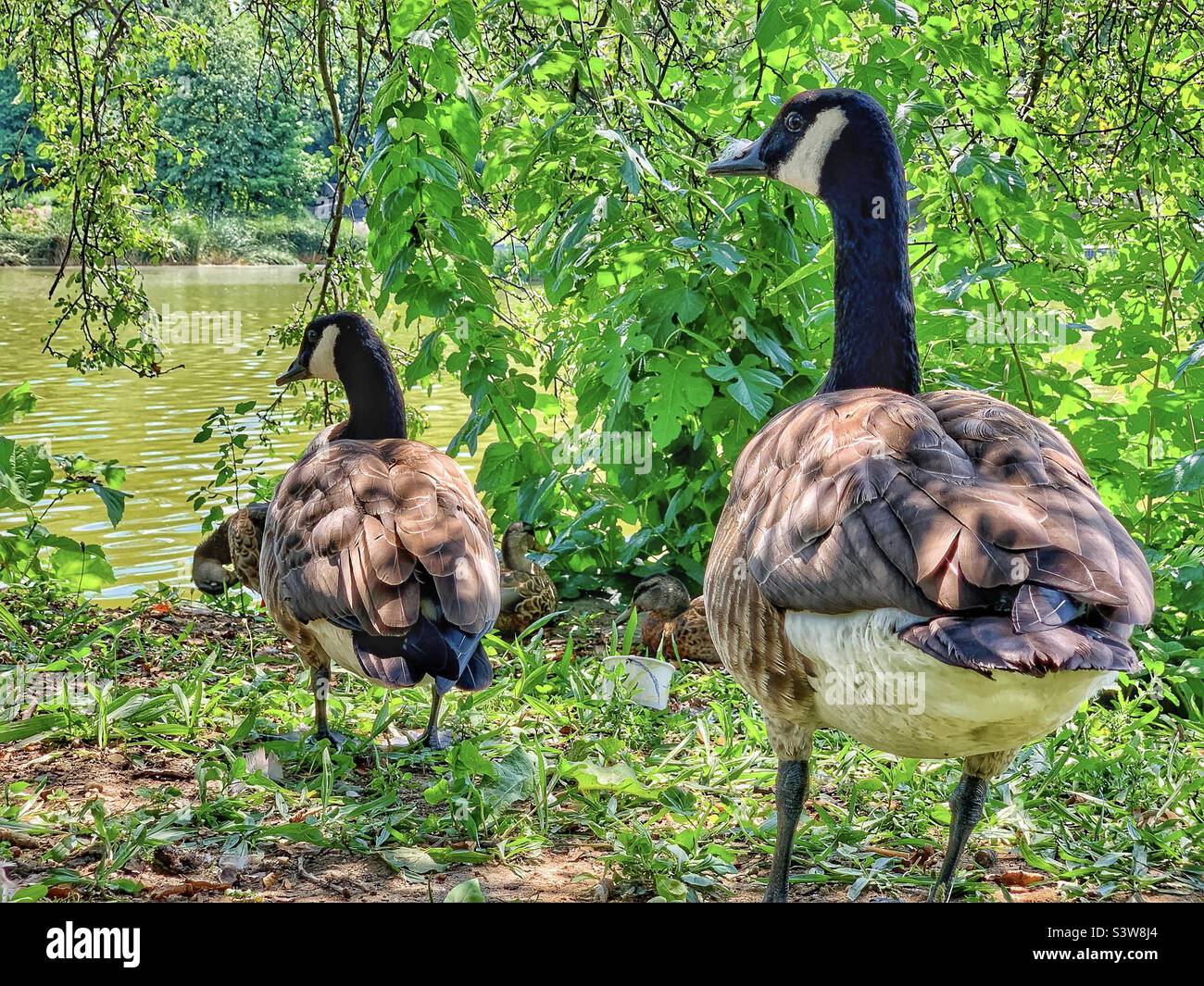 Ducks or goose - Smartphone Captured Stock Image