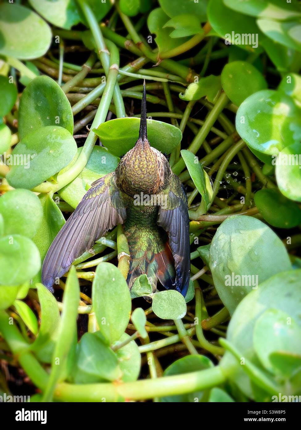 A female rufous hummingbird. Stock Photo