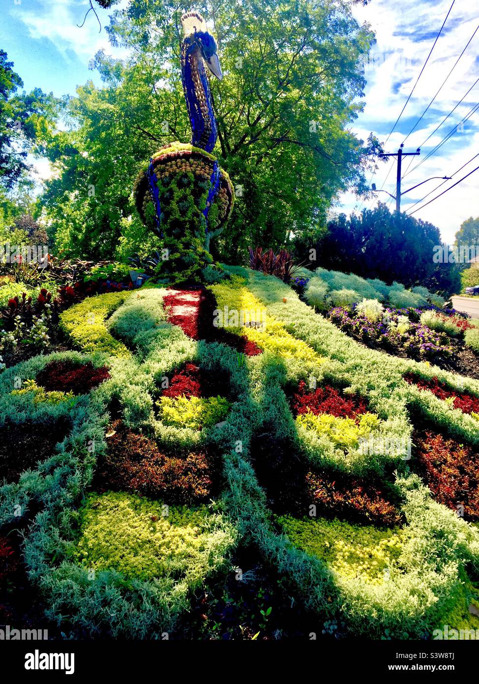 A male peacock in topiary in an urban park, Québec, Canada. Colorful