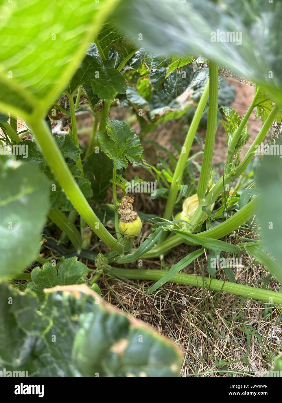 Pumpkin plants in the garden Stock Photo