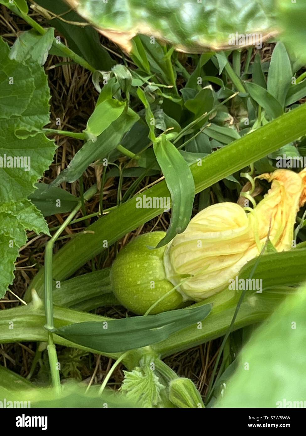Pumpkins in the garden Stock Photo